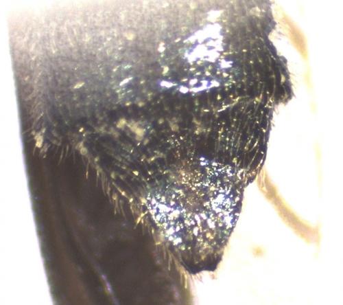 Réf. 234 400 : Oedemera atrata